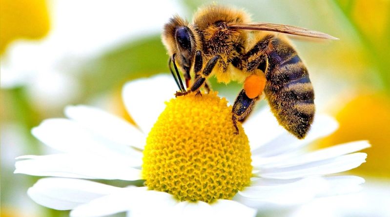 Méhegészségügyi zárlat 2019